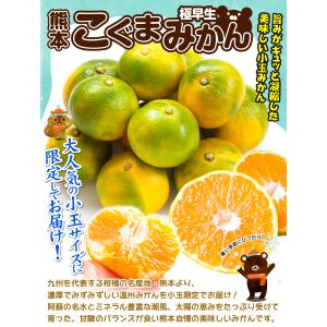 みかん 10kg 極早生 こぐまみかん 熊本産...の詳細画像1