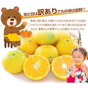 みかん 10kg 極早生 こぐまみかん 熊本産...の詳細画像2