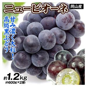 ぶどう 約1.2kg（600g×2房） ニューピオーネ 岡山産 送料無料 食品