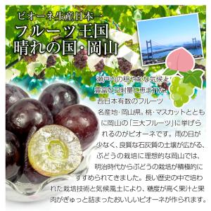 ぶどう 約1.2kg(600g×2房) ニュー...の詳細画像5