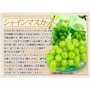 ぶどう 約700g (350g×2パック) ご...の詳細画像2