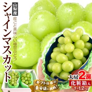 シャインマスカット ぶどう 2房 山梨産 約1.2kg 贈答用 ギフト用 たねなし 皮ごと 大粒 葡萄 ブドウ 送料無料 食品