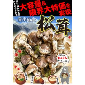 松茸 1kg 雲南省産 まつたけ きのこ 冷蔵...の詳細画像1