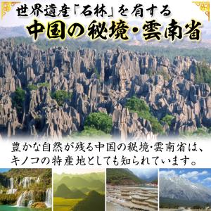 松茸 1kg 雲南省産 まつたけ きのこ 冷蔵...の詳細画像2