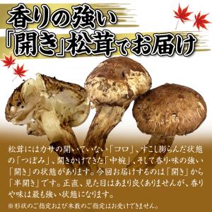 松茸 1kg 雲南省産 まつたけ きのこ 冷蔵...の詳細画像3