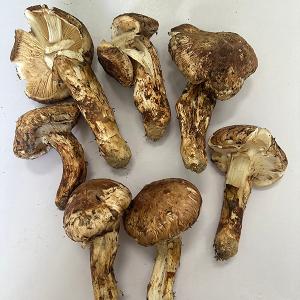 松茸 1kg 雲南省産 まつたけ きのこ 冷蔵...の詳細画像5