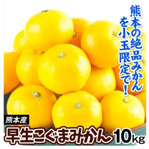 みかん 10kg 早生こぐまみかん 熊本産 ご家庭用 送料無料 食品
