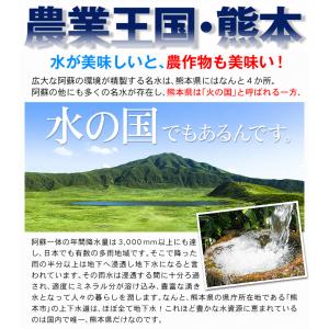 国華園 とうもろこし 約4kg スイートコーン...の詳細画像5