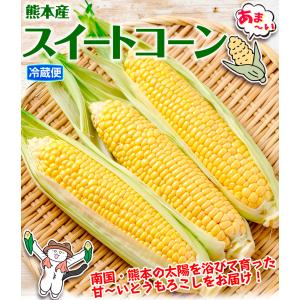 国華園 とうもろこし 約4kg スイートコーン...の詳細画像1