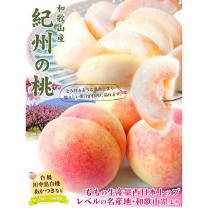 もも 約3.5kg 紀州の桃 和歌山産 送料無...の詳細画像3