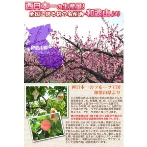もも 約3.5kg 紀州の桃 和歌山産 送料無...の詳細画像4