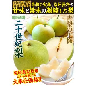 梨 5kg ご家庭用 二十世紀梨 長野産 送料...の詳細画像2