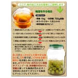 梅 10kg 紀北のおまかせ青梅 和歌山産 ご...の詳細画像5