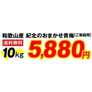 梅 10kg 紀北のおまかせ青梅 和歌山産 ご...の詳細画像2