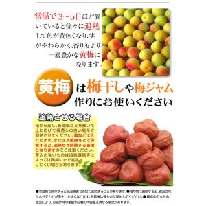 梅 10kg 紀北のおまかせ青梅 和歌山産 ご...の詳細画像4