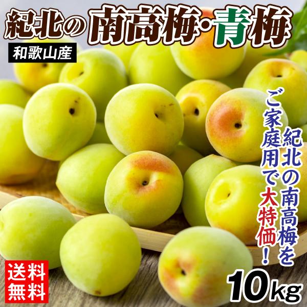 梅 10kg 紀北の南高梅 青梅 和歌山産 ご家庭用 うめ 常温便 送料無料 食品