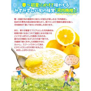 みかん 10kg ばりうま 河内晩柑 熊本産 ...の詳細画像3