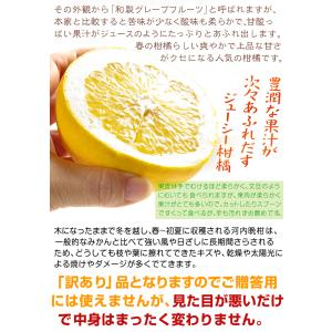 みかん 10kg ばりうま 河内晩柑 熊本産 ...の詳細画像5