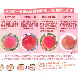もも 長野産 信州長野の桃 約2kg ご家庭用...の詳細画像3