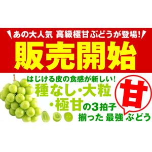 ぶどう 約1kg〜1.2kg 2〜3房 シャイ...の詳細画像1
