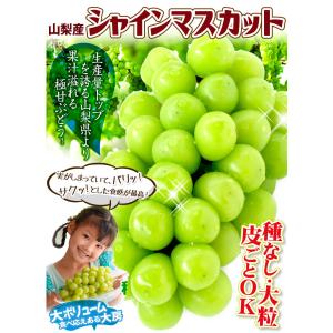 ぶどう 約1kg〜1.2kg 2〜3房 シャイ...の詳細画像2