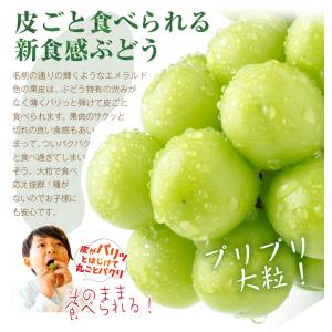 ぶどう 約1kg〜1.2kg 2〜3房 シャイ...の詳細画像3