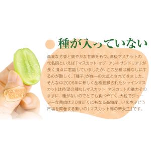 ぶどう 約1kg〜1.2kg 2〜3房 シャイ...の詳細画像4