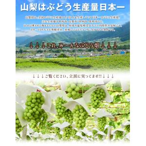 国華園 ぶどう 500g 1房 マイハート 山...の詳細画像4