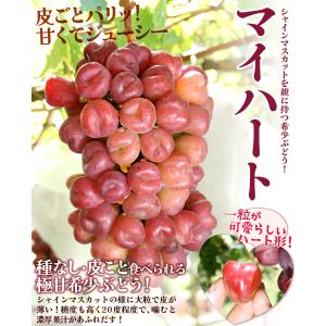 国華園 ぶどう 500g 1房 マイハート 山...の詳細画像1