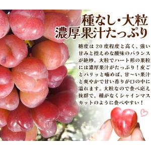 国華園 ぶどう 500g 1房 マイハート 山...の詳細画像3