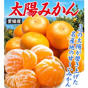 みかん 10kg 太陽みかん 愛媛産 温州みか...の詳細画像1