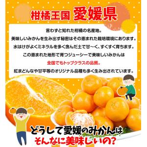 みかん 10kg 太陽みかん 愛媛産 温州みか...の詳細画像2