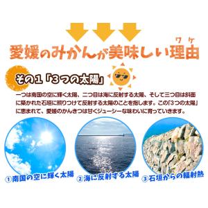 みかん 10kg 太陽みかん 愛媛産 温州みか...の詳細画像3