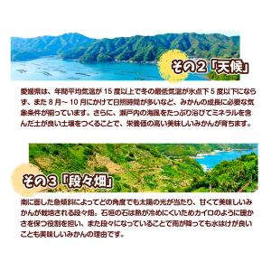 みかん 10kg 太陽みかん 愛媛産 温州みか...の詳細画像4