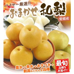 梨 約5kg 愛媛産 お買い得おまかせ和梨 豊...の詳細画像1
