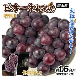 国華園 ぶどう 約1.6kg ピオーネ (約80...の商品画像