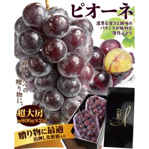 国華園 ぶどう 約1.6kg ピオーネ (約8...の詳細画像1