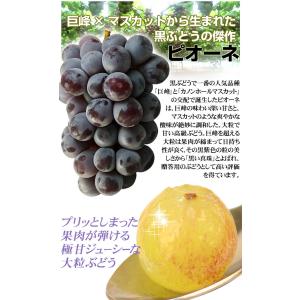 国華園 ぶどう 約1.6kg ピオーネ (約8...の詳細画像2