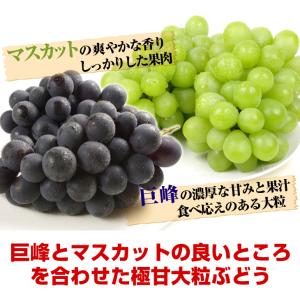 国華園 ぶどう 約1.6kg ピオーネ (約8...の詳細画像3