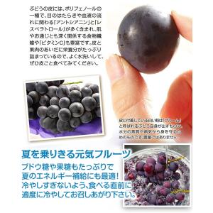 国華園 ぶどう 約600g (約300g×2パ...の詳細画像4