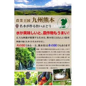 国華園 ぶどう 約600g (約300g×2パ...の詳細画像5