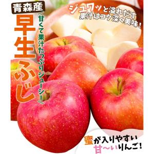 りんご 10kg 青森産 弘前の早生ふじ りん...の詳細画像1