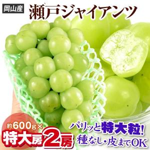 ぶどう　岡山産　瀬戸ジャイアンツ 2房 1kg以上 1箱 送料無料 高級ぶどう 高糖度 皮ごと食べられる大粒ぶどう グルメ 国華園