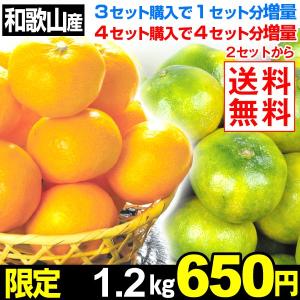 ミカン 有田みかん ちびみかん 極早生 早生 1.2kg 国華園