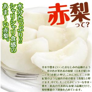 梨 約5kg 庄内おまかせ和梨 山形産 ご家庭...の詳細画像4