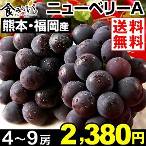 ぶどう 【超買得】福岡・熊本産 種無し ニューベリーＡ 約２kg １箱 4〜9房入り 送料無料 ご家庭用 ベリーＡ 種なしぶどう グルメ 国華園