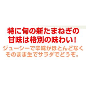 たまねぎ 10kg 新たまねぎ 不揃い 淡路島...の詳細画像5