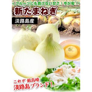 たまねぎ 10kg 新たまねぎ 不揃い 淡路島...の詳細画像1