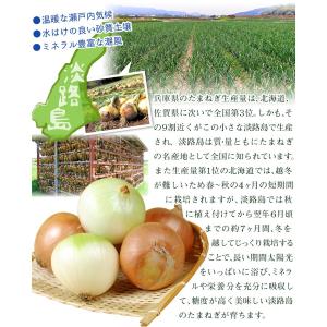 たまねぎ 10kg 新たまねぎ 不揃い 淡路島...の詳細画像3