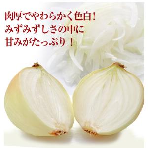 たまねぎ 10kg 新たまねぎ 不揃い 淡路島...の詳細画像4